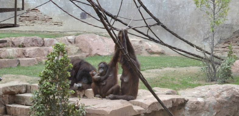 Orangutanes en Bioparc Fuengirola
