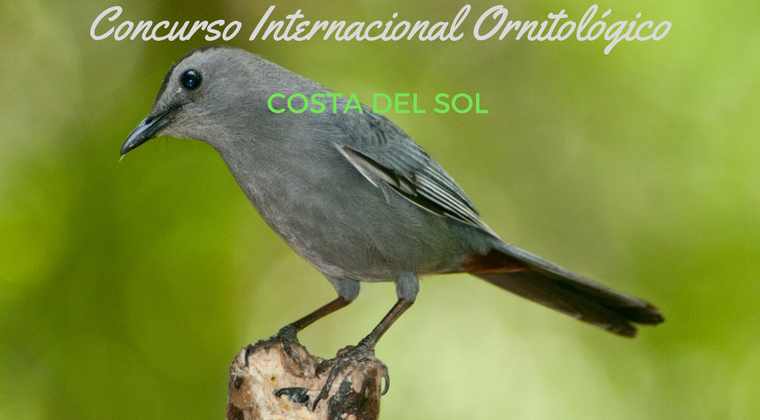 Concurso Internacional Ornitológico Costa del Sol en Torremolinos